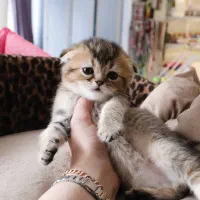 گربه اسکاتیش بریتیش گلد|گربه|ارومیه, |دیوار