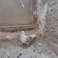 کفتر تهرانی