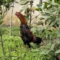 خروس لاری ۷ ماهه