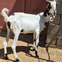 فروش بز پاکستانی اصل|حیوانات مزرعه|کرمان, |دیوار
