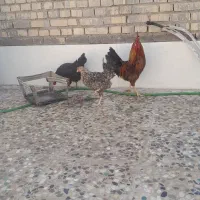مرغ و خروس عربی سر حال و تخم گذار|پرنده|اهواز, گلدشت|دیوار