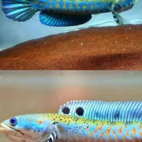 چانا ۵ نژاد خاص|ماهی|خوی, |دیوار