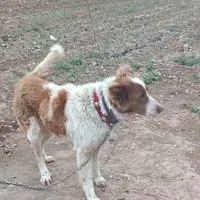 سگ لاس با توله نر