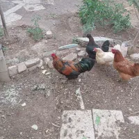 خروس بالغ