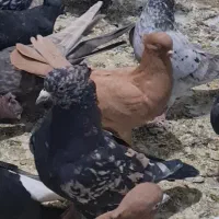 ۴۰تا سرور یکه درجه
