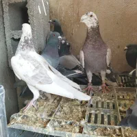 کبوتر پلاکی طوقی (چنارشیجون)|پرنده|شیراز, درکی|دیوار