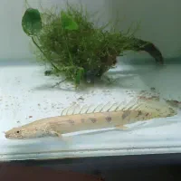 ماهی پولی اندیچری