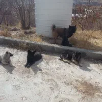 توله سگ ژرمنشپرد دوماهه نروماده|سگ|یاسوج, |دیوار