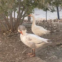 دوعددغازنرچشم ابی|حیوانات مزرعه|توکهور, |دیوار