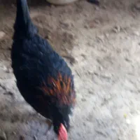 جوجه خروس گلین پنگوئنی پرگوش