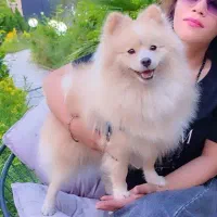 سگ پامرین|سگ|مشهد, هنرور|دیوار