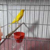 قناری طلایی نر|پرنده|شیراز, شهرک سعدی|دیوار
