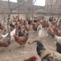 مرغ محلی زیـرقیمت