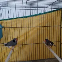 فنچ|پرنده|بروجرد, |دیوار