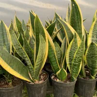 خاک گل تقویتی گل و گلخانه