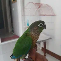 پرنده گرینجیک