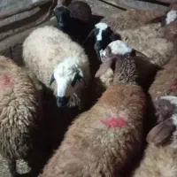 گوسفند داشتی|حیوانات مزرعه|کرمانشاه, |دیوار