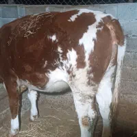 گاو با گوساله سمینتال نر و تلیسه 4ماه ابستن