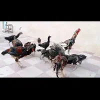 مرغ و خروس لاری|حیوانات مزرعه|کوه چنار, |دیوار