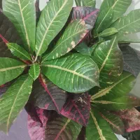 گل طبیعی زیبا