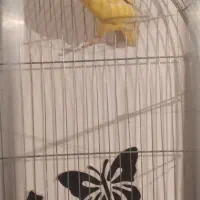 طوطی برزیلی ماده|پرنده|اهواز, کوی علوی|دیوار