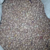 لوبیا چتی