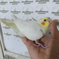 عروس هلندی جوجه بالغ جفت|پرنده|شیراز, پودنک|دیوار