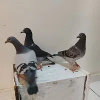 جوجه کبوتر مسافتی ( پلاکی)|پرنده|رباطکریم, رباطکریم|دیوار