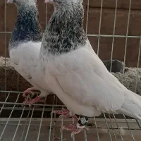 کبوتر      پاکدشت  مامازن|پرنده|پاکدشت, پاکدشت (مامازند)|دیوار