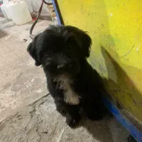 واگذاری سگ پاکوتاه|سگ|اردبیل, |دیوار