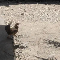 مرغ جوجه