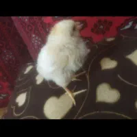 جوجه زرد|موش و خرگوش|قم, ناصردیوان|دیوار