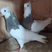 طوقی و کبوتران سرور وسرخ وپرستویی