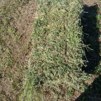 یونجه چین دوم