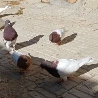 کبوترکله سرخ وطوقی|پرنده|اصفهان, بهارستان|دیوار