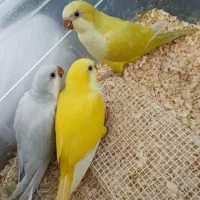 جوجه راهب / گیرینچیک  /برزیلی