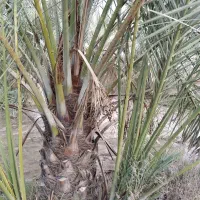 فروش دمیت کبکاب خوب و رسیده