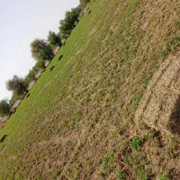 بیده پرس