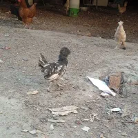 مرغ تخم گذار و جوجه نژاددار