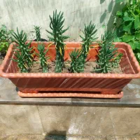 تعدادی گل و گیاه طبیعی