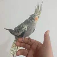 عروس هلندی|پرنده|کرج, شهرک سهرابیه|دیوار