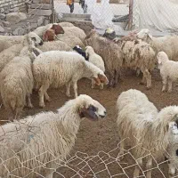 گوسفند سالم و سرحال