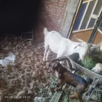 بز جوان با کهره نر