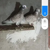 گمشده هرکسی گرفته خریدارم|حیوانات|اردبیل, |دیوار