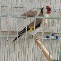 سهره بزن دهن زیبا