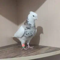 کبوتر  طوقی وسرور سبز