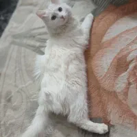 گربه نژاد دار خوشگل