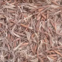 نهال آنغوزه بهترین کشت سال