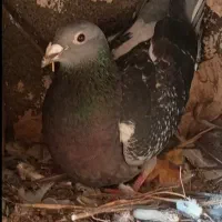 کفتر المانی