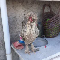 خروس لهستانی